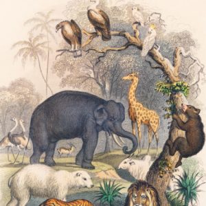 Wildlife 1